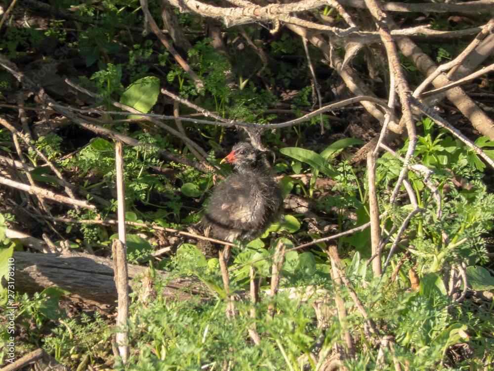 Young gallinula chloropus in the swamp Young gallinula chloropus in the swamp