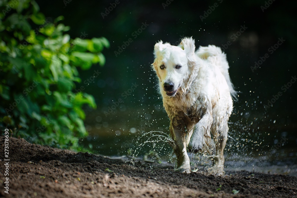 The Golden Retriever The Golden Retriever