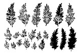 Hand drawn plants. Vector botanical collection for creative design of posters, cards, invitations.