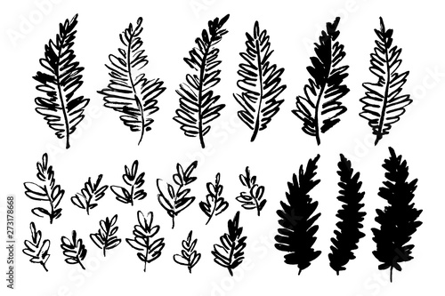 Hand drawn plants. Vector botanical collection for creative design of posters, cards, invitations.