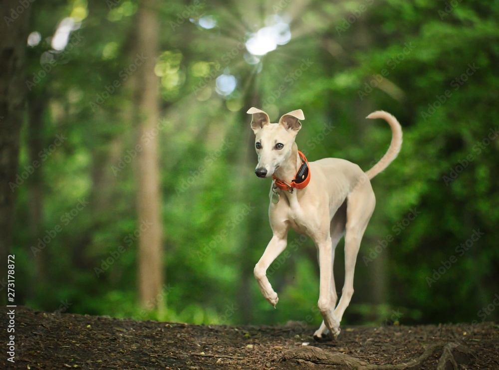 Fototapeta premium The Whippet