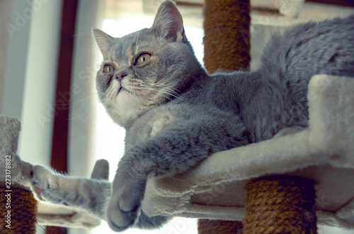 Gatto di British shorthair sul tiragraffi photo