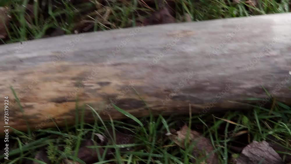 Dando tres cortes con motosierra a un tronco de arbol caido Dando tres cortes con motosierra a un tronco de arbol caido