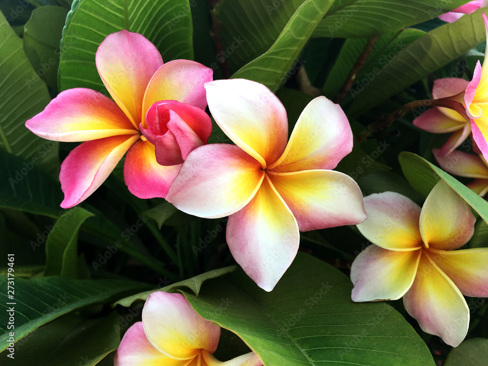 Obraz premium Fresh colorful frangipani cluster flower is blooming on tree with natural background.