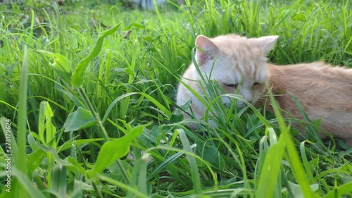 Ginger Cat eating grass in garden field.Funny domestic cat.