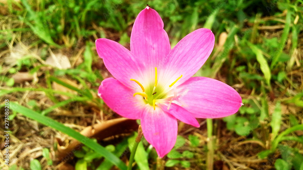 Flor rosada em close Flor rosada em close