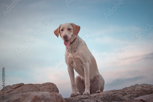 labrador dog posing behind a blue sky