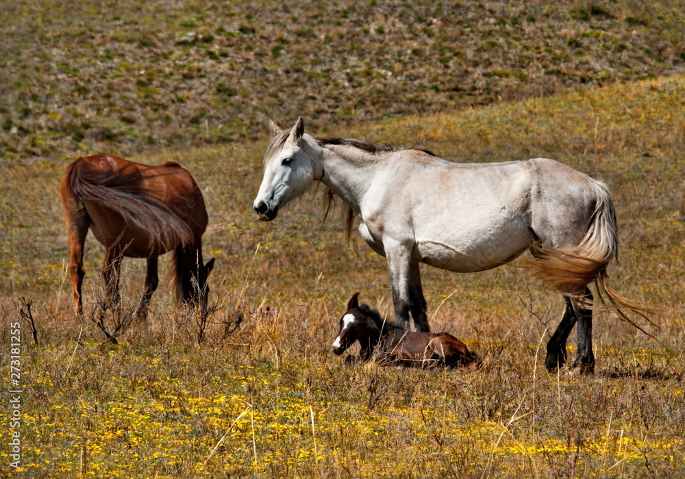 Russia. The South Of Western Siberia. Free pastures in the valleys of the Altai Mountains Russia. The South Of Western Siberia. Free pastures in the valleys of the Altai Mountains