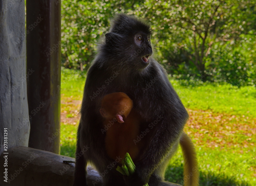 Fototapeta premium East Malaysia. island of Borneo. The name of the monkey Langur (monkey family) comes from a word that in Hindi means 