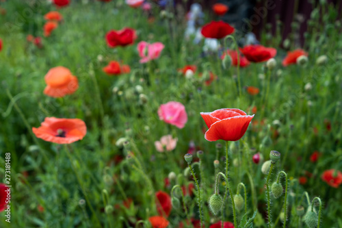 Red poppies on a background of green grass in the meadow