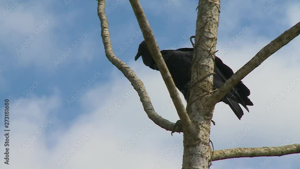 Handheld, close up shot of a vulture standing in a tree. Handheld, close up shot of a vulture standing in a tree.