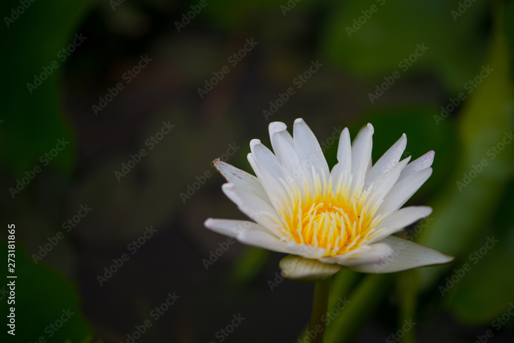 white water lily flower in pool