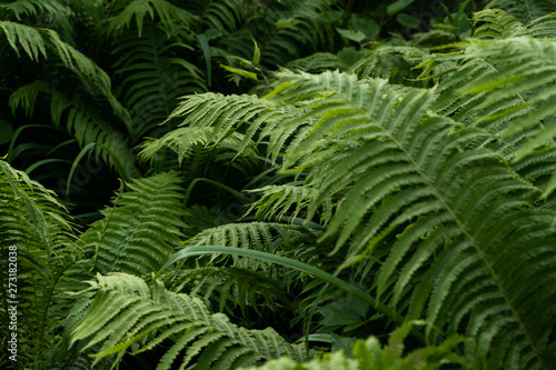 Green leaves of fern in the garden. Nature background 