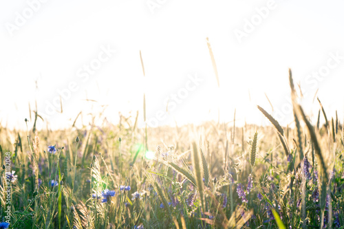 Field of wheat, grass and flowers in summer sunny weather. 