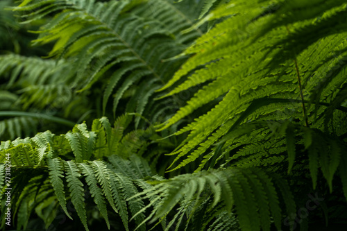 Close-up of leaves of fern. Green color background 