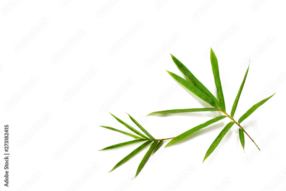 Fototapeta premium Bamboo leaves on white background