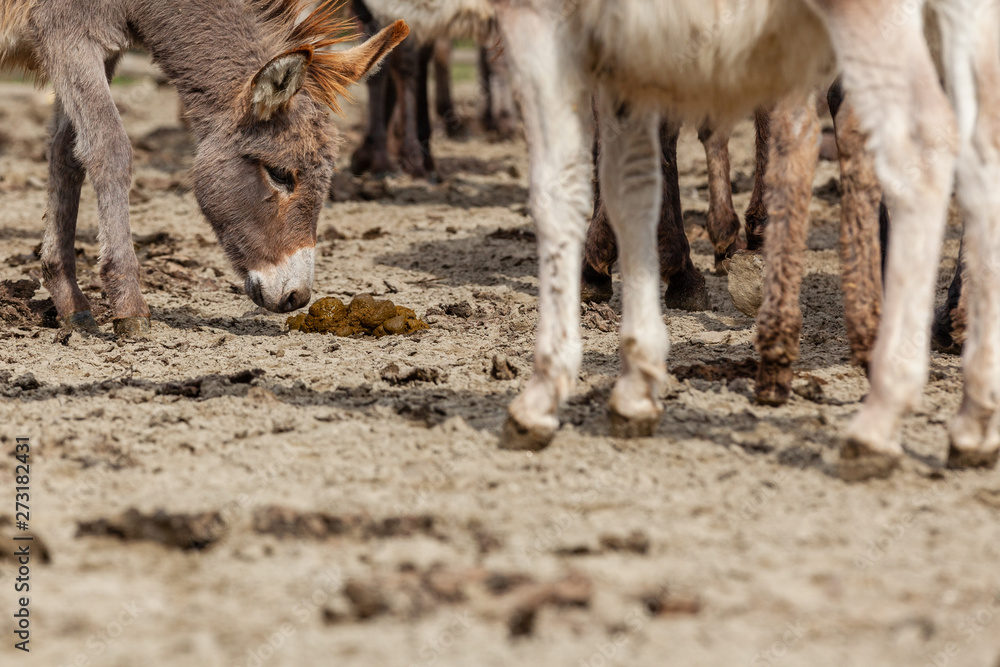 Fototapeta premium Young donkey smells poo on a donkey farm