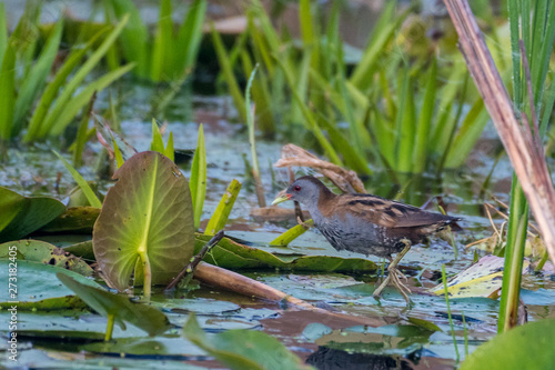 Isolated close up of a single Water Rail bird in the wild- Danube Delta Romania