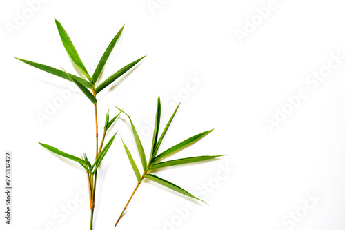 Bamboo leaves on white background © หอมกลิ่น กล้วยไม้