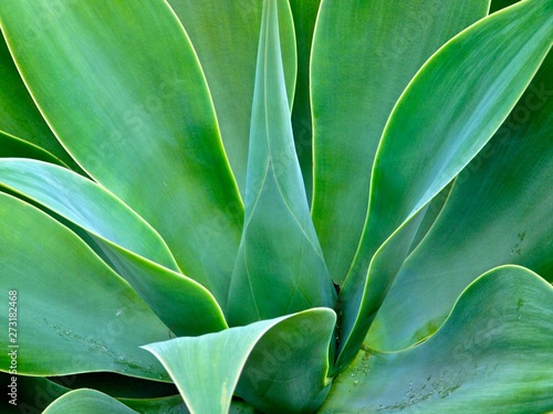 Agave cactus in free nature
