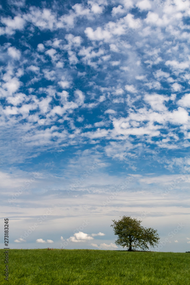 Baum vor Wolkenhimmel Baum vor Wolkenhimmel