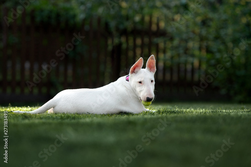 bull terrier puppy outdoors in summer