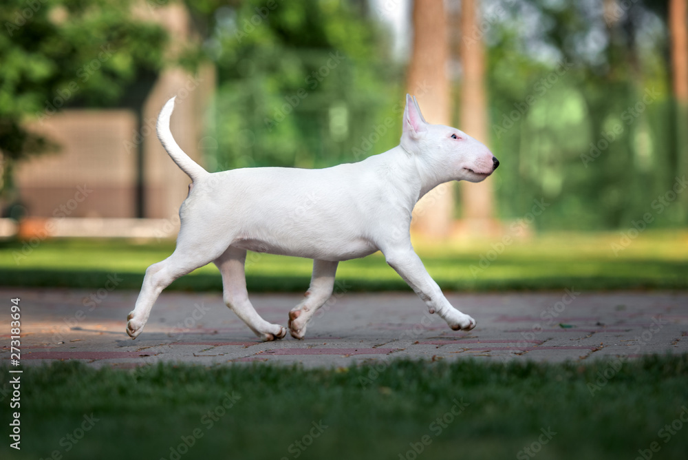 english bull terrier puppy walking outdoors english bull terrier puppy walking outdoors