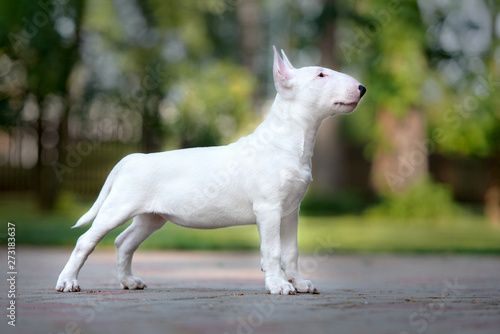 Canvastavla beautiful bull terrier puppy standing outdoors