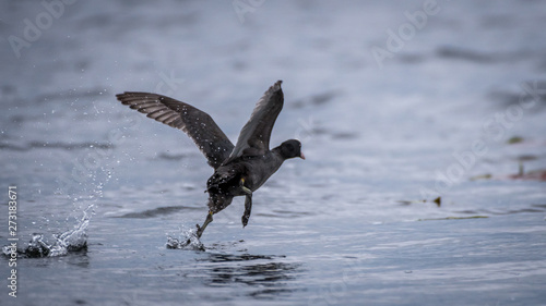 Isolated single Coot bird taking off in the wild- Danube Delta Romania