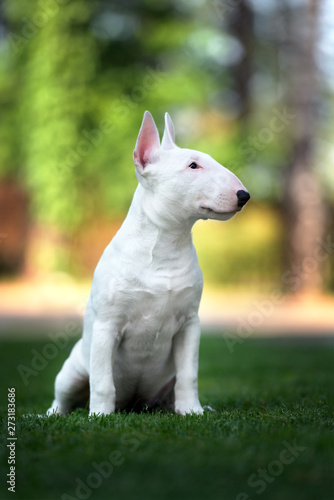 english bull terrier puppy portrait outdoors © otsphoto