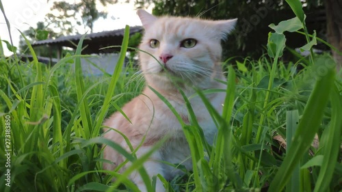 Ginger Cat eating grass in garden field.Funny domestic cat.