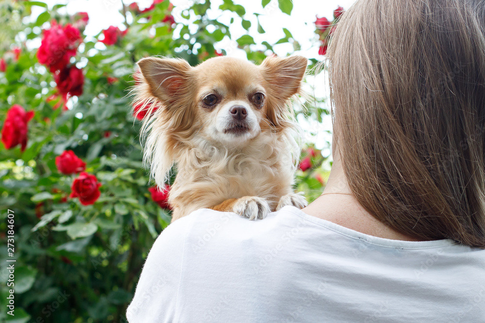 Chihuahua dog breed on the shoulder of a girl on the background of a bush with red roses. Chihuahua dog breed on the shoulder of a girl on the background of a bush with red roses.