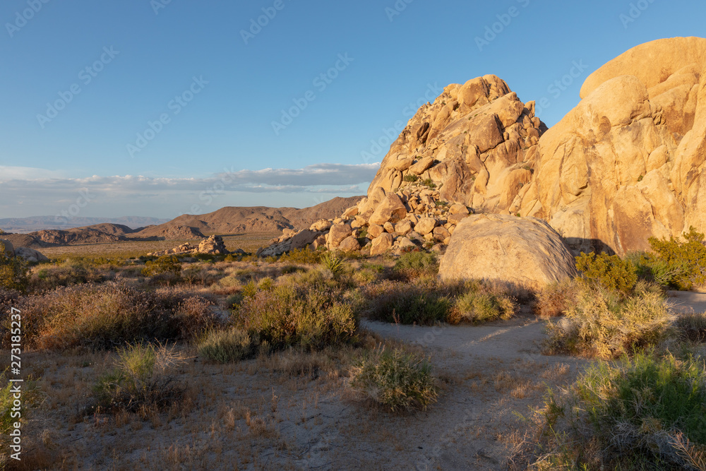 Obraz premium Joshua Tree National Park