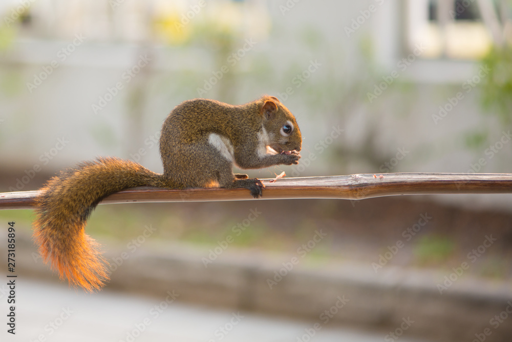 Squirrel eating nut on wooden bar in garden Squirrel eating nut on wooden bar in garden