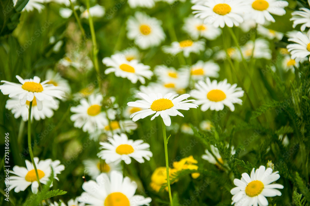 field of daisies field of daisies