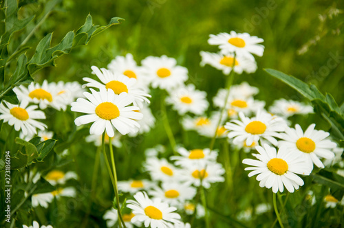 field of daisies