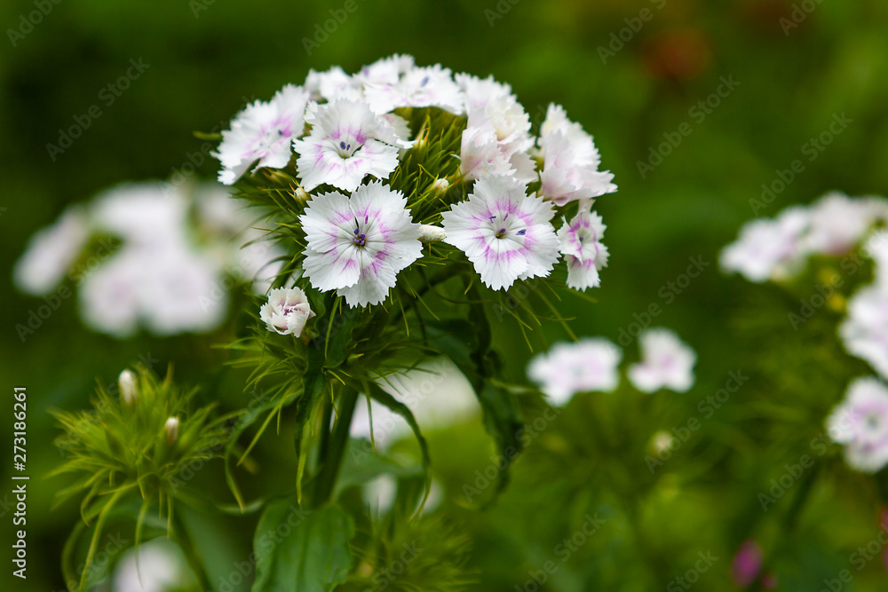 flowers in the garden flowers in the garden