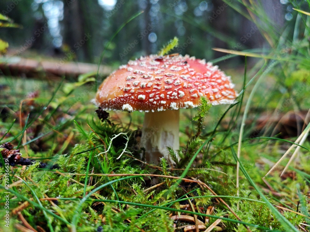 fly agaric on the forest floor in green grass fly agaric on the forest floor in green grass