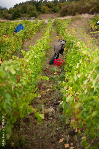 farmer working in the field