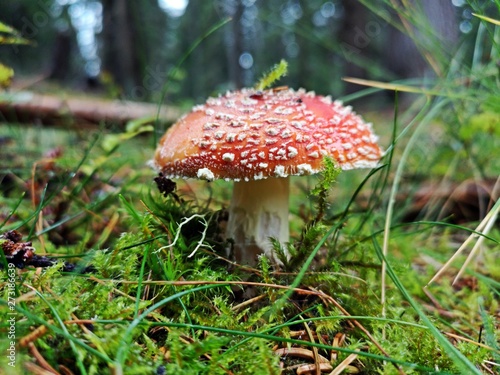 fly agaric on the forest floor in green grass