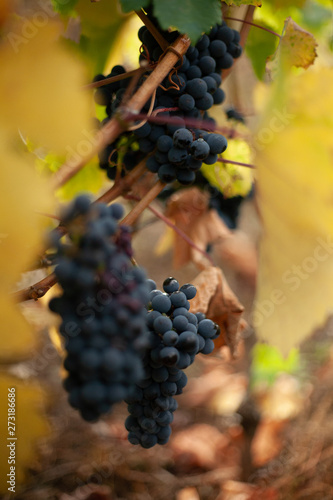 red grapes on the vine