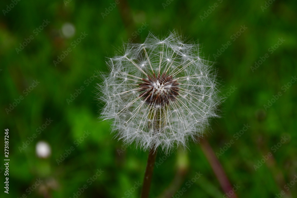Fototapeta premium dandelion on background of green grass