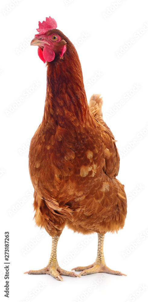 Brown hen isolated.