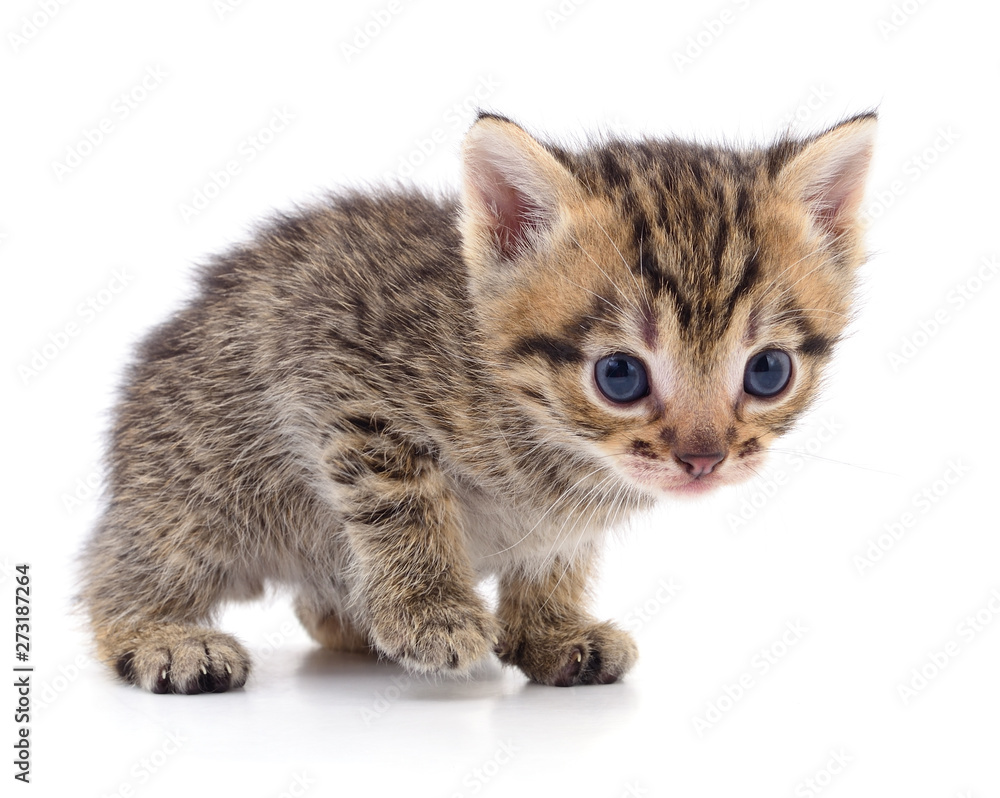 Obraz premium Kitten on white background.