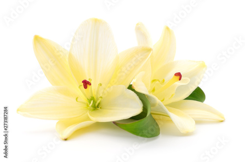 Two yellow lilies.