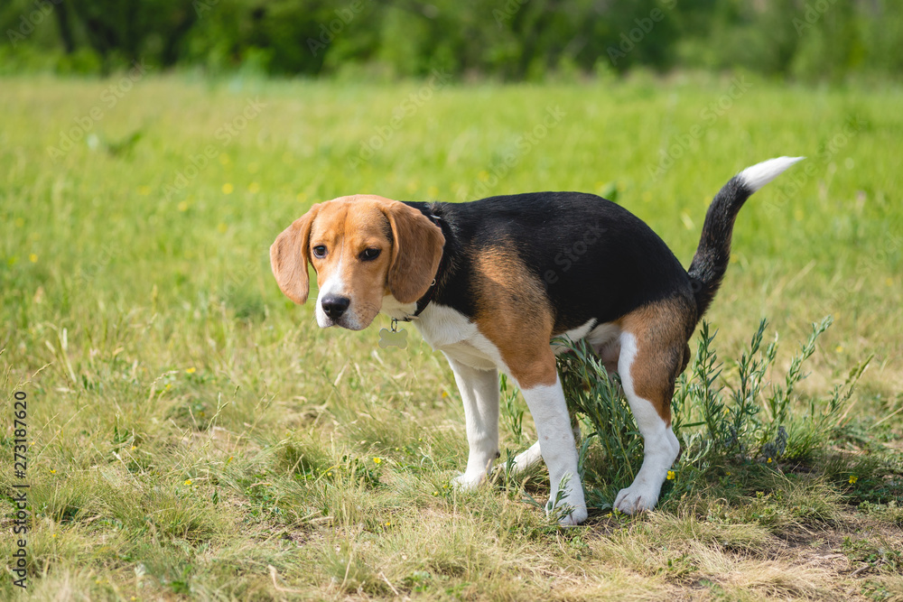 Cute beagle dog puppy doing his toilet, pooping on the lawn. the dog poops on nature in the park.