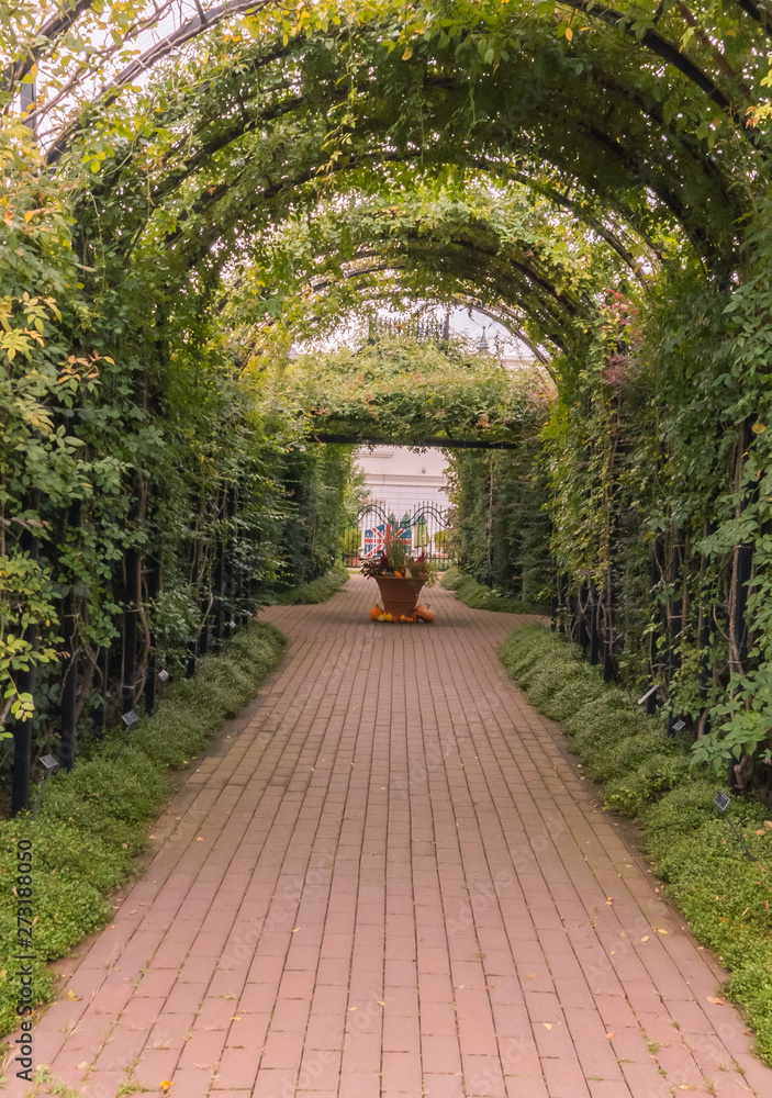植物のアーチ 植物のアーチ