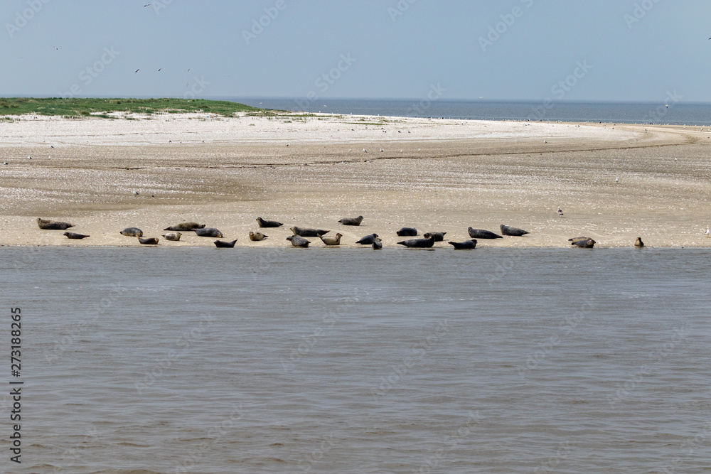Big group of seals lying on a sand island in the nationalparc in lower saxony in the north sea in germany