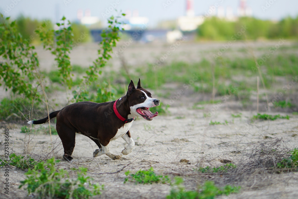 Amstaff in red collar running in summer park at sandy beach