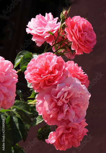 pretty pink rose close up